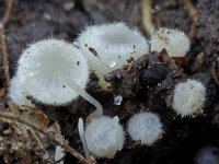 Leucoscypha leucotricha 1, Wit viltkogeltje, Saxifraga-Lucien Rommelaars