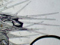 Leucoscypha leucotricha 3, Wit viltkogeltje, Micro, Saxifraga-Lucien Rommelaars