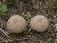 Lycoperdon molle 3, Zachtstekelige stuifzwam, Saxifraga-Willem van Kruijsbergen