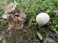 Old and young Common Puffball (Lycoperdon perlatum)  Old and young Common Puffball (Lycoperdon perlatum) : Common Puffball, devil's snuff-box, fungus, gem-studded puffball, Lycoperdon perlatum, natural, nature, puffball, warted puffball, white, 2, brown, new, old, two, young, youth