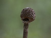 Macrolepiota procera 26, Grote parasolzwam, Saxifraga-Luuk Vermeer