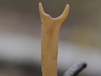 Macrotyphula fistulosa 7, Pijpknotszwam, Saxifraga-Luuk Vermeer