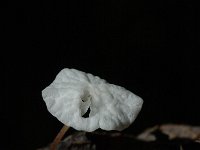 Marasmius epiphyllus 1, Witte taailing, Saxifraga-Jan van der Straaten