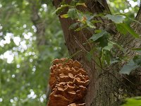 Reuzenzwam  Giant polypore (Meripilus giganteus) on trunk of Red Oak (Querques rubra) : autumn, fall, fungus, Giant polypore, Meripilus giganteus, nature, parasite, fungi, natural, oak, quercus rubra, red oak, trunk