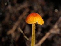 Mycena acicula 1, Oranje dwergmycena, Saxifraga-Rutger Barendse