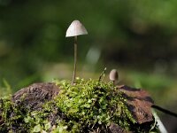 Mycena galopus 12, Melksteelmycena, Saxifraga-Luuk Vermeer