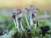 Mycena galopus 4, Melksteelmycena, Saxifraga-Luuk Vermeer