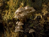 fraaisteelmycena  fraaisteelmycena in Speulderbos : Mycena inclinata