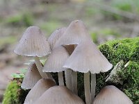 Mycena polygramma 4, Streepsteelmycena, Saxifraga-Luuk Vermeer