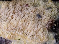 Mycoacia aurea 1, Bleke stekelkorstzwam, Saxifraga-Peter Meininger