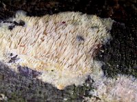 Mycoacia aurea 2, Bleke stekelkorstzwam, Saxifraga-Peter Meininger