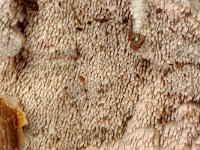 Mycoacia aurea 3, Bleke stekelkorstzwam, Saxifraga-Lucien Rommelaars
