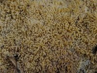 Mycoacia uda 1, Gele stekelkorstzwam, Saxifraga-Luuk Vermeer