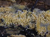 Mycoacia uda 10, Gele stekelkorstzwam, Saxifraga-Luuk Vermeer