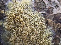 Mycoacia uda 6, Gele stekelkorstzwam, Saxifraga-Luuk Vermeer