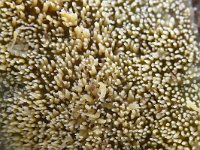 Mycoacia uda 7, Gele stekelkorstzwam, Saxifraga-Luuk Vermeer