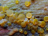 Orbilia delicatula 1, Niersporig wasbekertje, Saxifraga-Lucien Rommelaars