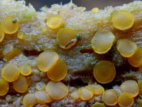 Orbilia delicatula 2, Niersporig wasbekertje, Saxifraga-Lucien Rommelaars