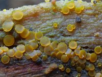 Orbilia delicatula 3, Niersporig wasbekertje, Saxifraga-Lucien Rommelaars