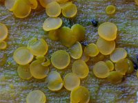 Orbilia delicatula 5, Niersporig wasbekertje, Saxifraga-Lucien Rommelaars