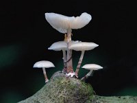 Oudemansiella mucida 5, Porseleinzwam, Saxifraga-Piet Munsterman
