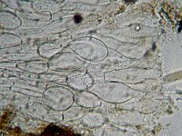 Pachyella babbingtonii 1, Okerbruin beekschijfje, Micro, Saxifraga-Lucien Rommelaars