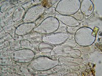 Pachyella babbingtonii 2, Okerbruin beekschijfje, Micro, Saxifraga-Lucien Rommelaars