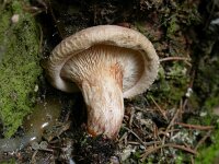 Paxillus involutus 2, Gewone krulzoom, Saxifraga-Peter Meininger