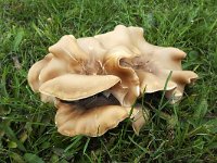 Bruine bundelridderzwam  Fried Chicken Mushroom (Lyophyllum decastes) : Fried Chicken Mushroom, Lyophyllum decastes, autumn, autumnal, fall, fungi, fungus, growth, mushroom, mushrooms, natural, nature