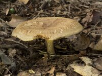 Paxillus involutus 5, Gewone krulzoom, Saxifraga-Willem van Kruijsbergen