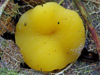 Phaeohelotium umbilicatum 1, Genaveld sapbekertje, Saxifraga-Lucien Rommelaars