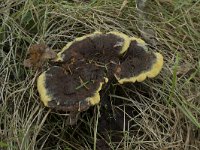 Phaeolus schweinitzii 15, Dennenvoetzwam, Saxifraga-Willem van Kruijsbergen
