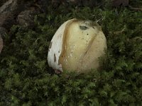 Phallus impudicus 27, Grote stinkzwam, Saxifraga-Willem van Kruijsbergen
