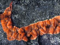 Phlebia radiata 2, Oranje aderzwam, Saxifraga-Jan de Laat