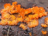 Phlebia radiata 4, Oranje aderzwam, Saxifraga-Peter Meininger