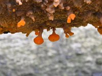 Phlebia radiata 5, Oranje aderzwam, Saxifraga-Luuk Vermeer