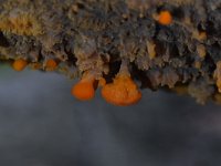 Phlebia radiata 7, Oranje aderzwam, Saxifraga-Luuk Vermeer
