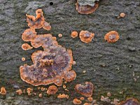 Phlebia radiata 8, Oranje aderzwam, Saxifraga-Luuk Vermeer
