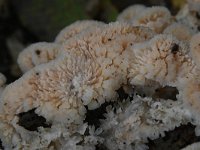 Phlebia tremellosa 7, Spekzwoerdzwam, Saxifraga-Luuk Vermeer