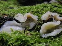 Phlebia tremellosa 8, Spekzwoerdzwam, Saxifraga-Luuk Vermeer