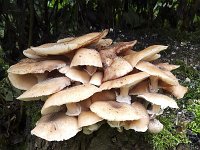 Phoiliota mushrooms on stump of Alder  Pholiota alnicola : autumn, autumnal, fungi, fungus, growth, mushroom, mushrooms, natural, nature, Pholiota, Pholiota alnicola