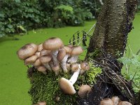 Phoiliota mushrooms on stump of Alder  Phoiliota mushrooms (Pholiota alnicola) on stump of Alder : autumn, autumnal, fungi, fungus, growth, mushroom, mushrooms, natural, nature, Pholiota, Pholiota alnicola