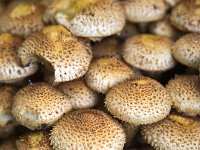 Shaggy Scalycap, mushroom  Pholiota squarrosa : fungi, fungus, mushroom, mushrooms, natural, nature, Pholiota squarrosa, scaly pholiota, shaggy pholiota, shaggy scalycap