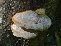 Piptoporus quercinus 4, Saxifraga-Hans Hogenhuis