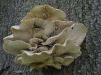 Pleurotus ostreatus 10, Gewone oesterzwam, Saxifraga-Luuk Vermeer