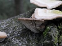Pleurotus ostreatus 9, Gewone oesterzwam, Saxifraga-Luuk Vermeer