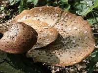 Polyporus squamosus 2, Zadelzwam, Saxifraga-Rutger Barendse