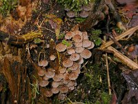Psathyrella pygmaea 1, Dwergfranjehoed, Saxifraga-Peter Meininger
