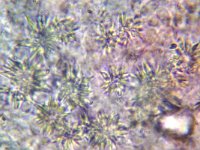 Resinicium bicolor 2, Kristaltandjeszwam, Micro, Saxifraga-Lucien Rommelaars