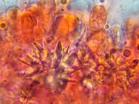 Resinicium bicolor 4, Kristaltandjeszwam, Micro, Saxifraga-Lucien Rommelaars